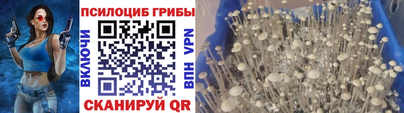 Псилоцибиновые грибы ЛСД  Купить закладки  Сурск 